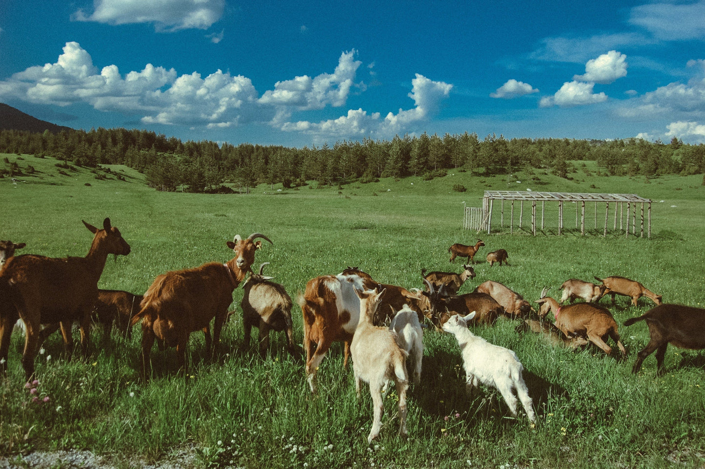 Goat meat near me