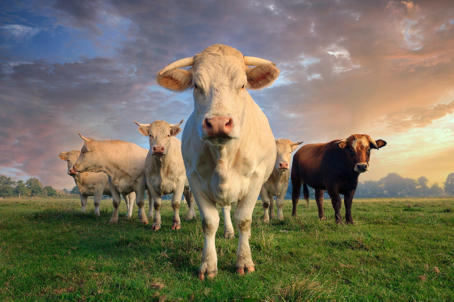A herd of cattle grazing on open pasture at sunset