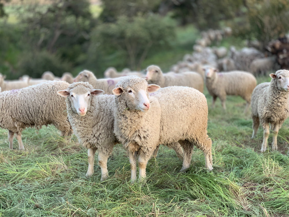 Fresh lamb on a farm